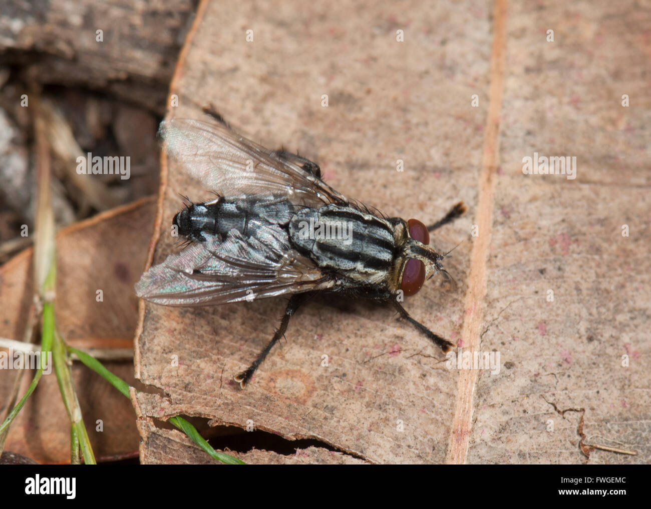 Carne Fly (Sarcophaga sp.), Australia occidentale, Australia Foto Stock