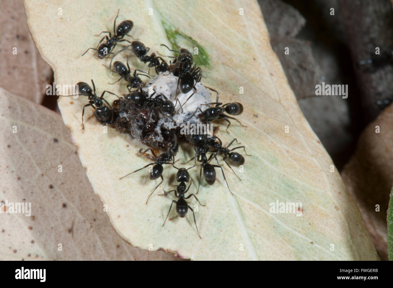 Nero Garden formiche (Lasius niger) con il cibo, in Sud Australia Foto Stock