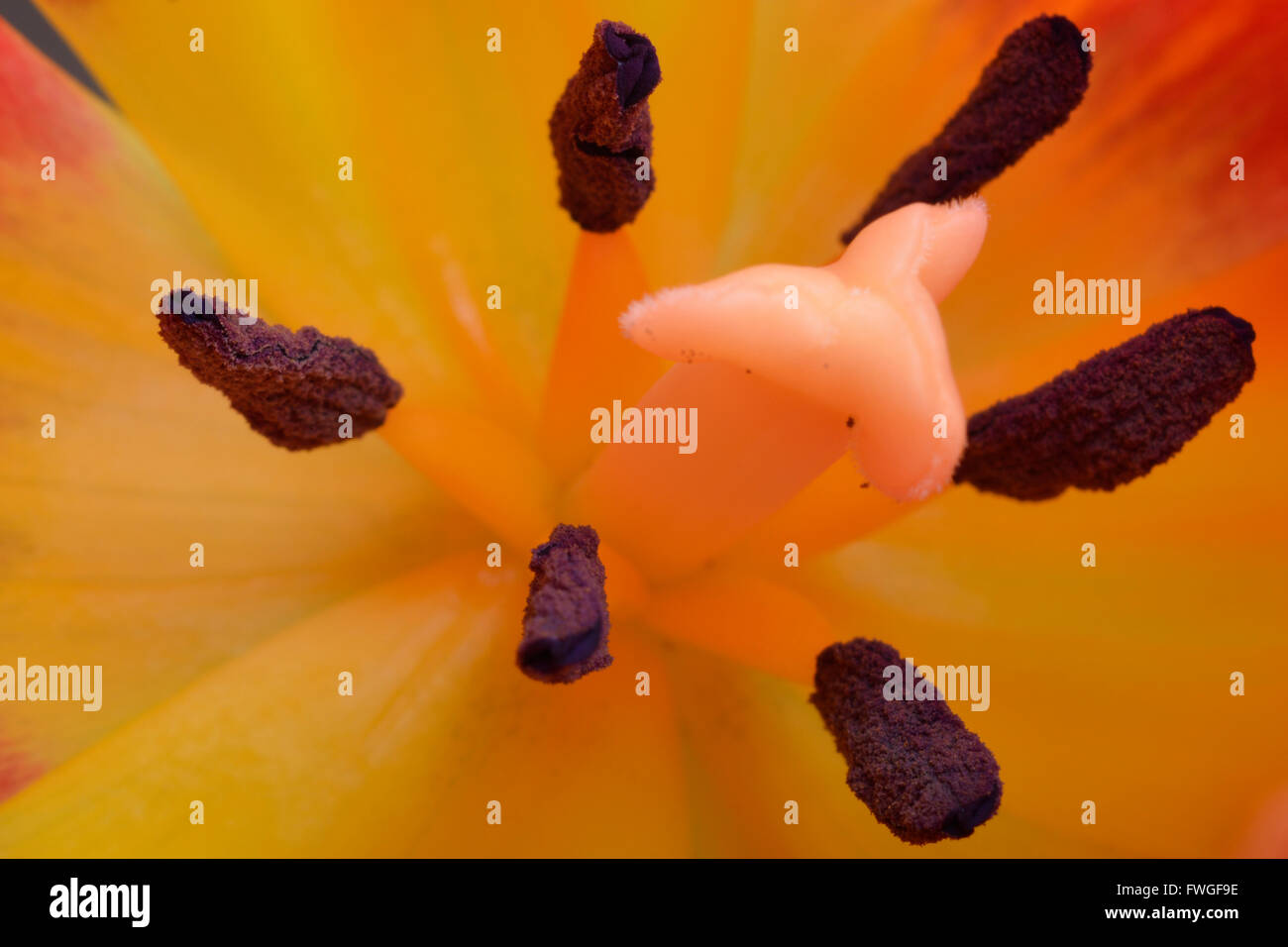 Bellissimi i tulipani di colore giallo con rosso arancio sono un ampia e diversificata famiglia di piante da fiore, con fioriture che sono spesso col Foto Stock