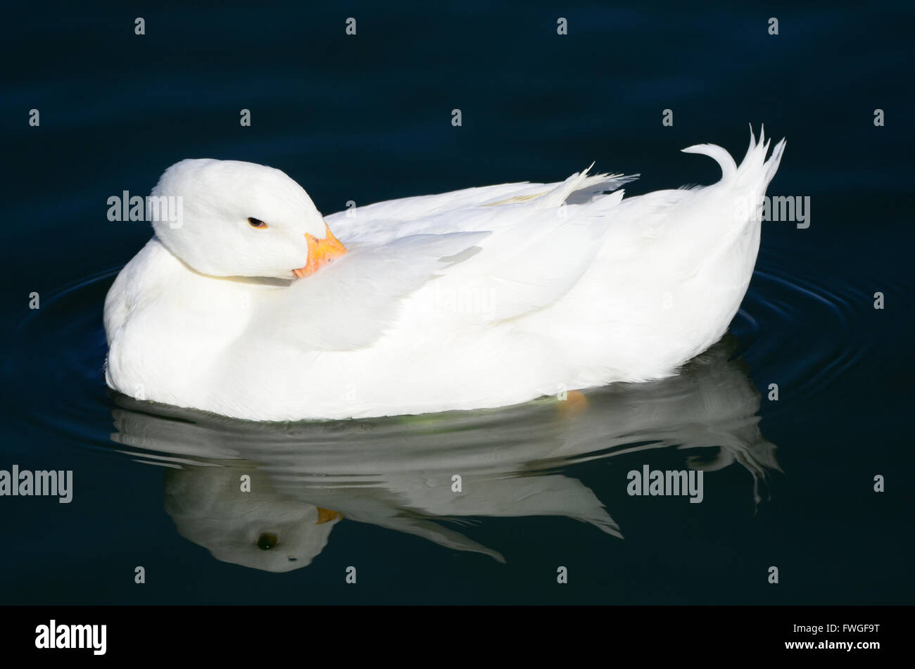 Southwest USA belle anatre su un dark blue pond Nuovo Messico uccelli uccelli acquatici selvatici nel blu acqua verde presso i locali stagni e Foto Stock