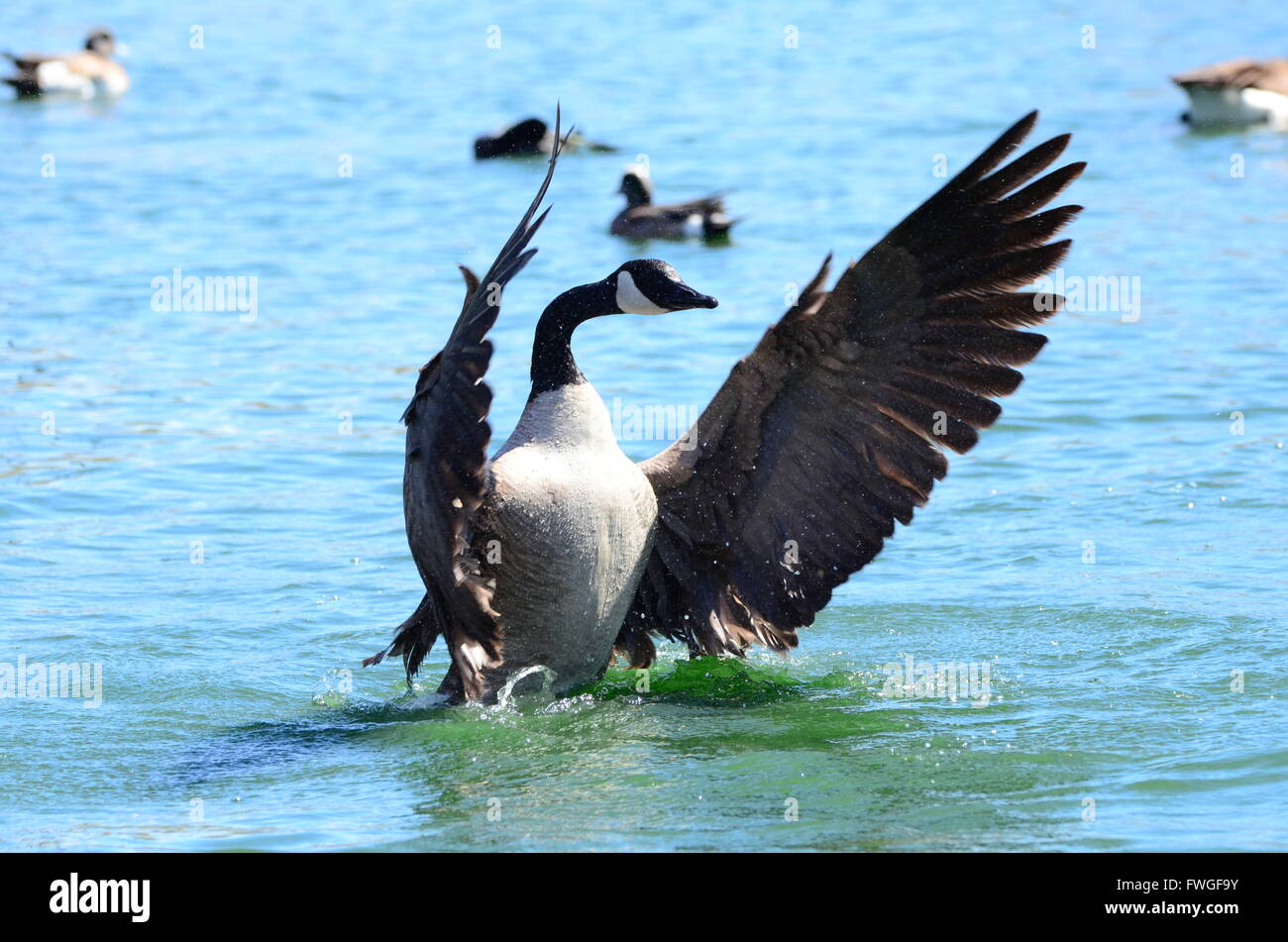 Southwest USA belle anatre e oche Nuovo Messico uccelli anatre selvatiche, oca oche e uccelli acquatici in blu verde acqua a basso Foto Stock