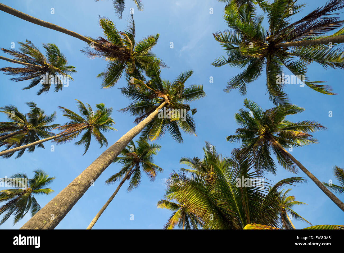 Palme di cocco in vista prospettica da sotto Foto Stock