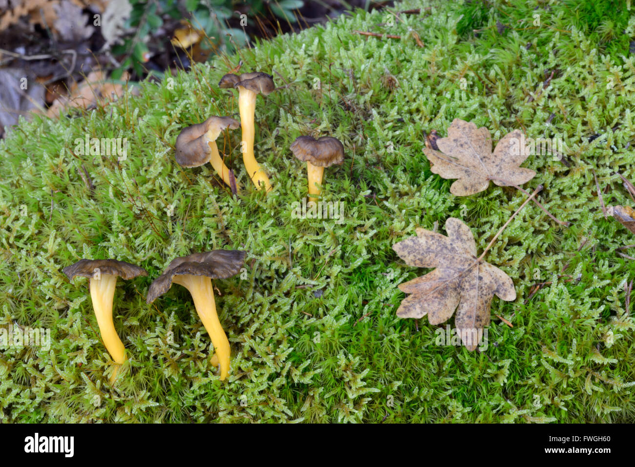 Imbuto Chanterelle funghi o funghi Craterellus tubaeformis crescente Moss-Covered sul suolo della foresta Foto Stock