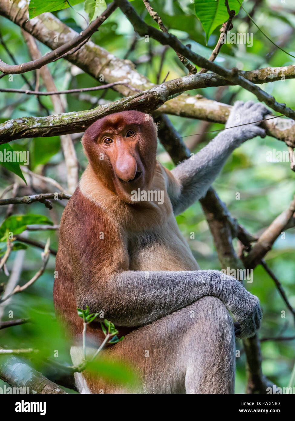Adulto proboscide di scimmia (Nasalis larvatus) rovistando nel Bako National Park, Sarawak, Borneo, Malaysia, Asia sud-orientale, Asia Foto Stock