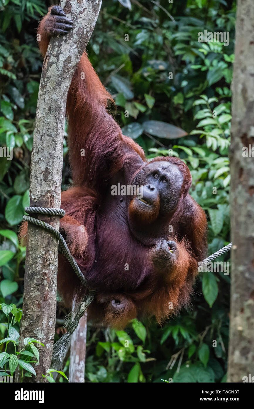 Giovane maschio Bornean orangutan (Pongo pygmaeus), Semenggoh Centro di riabilitazione, Sarawak, Borneo, Malaysia, Asia sud-orientale, Asia Foto Stock