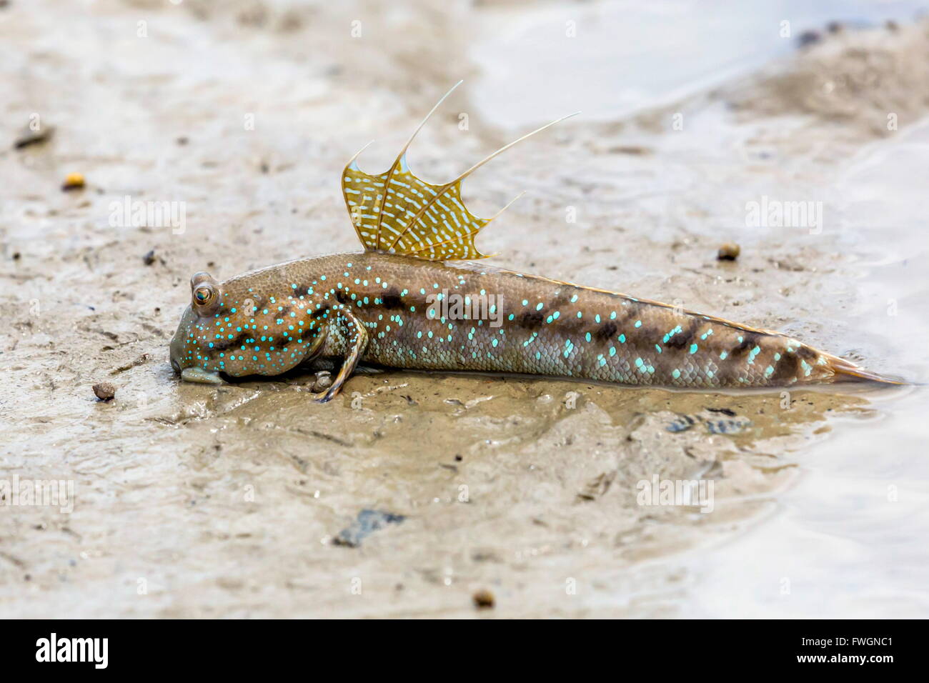 Adulti di sesso maschile (mudskipper Periophthalmus spp) display territoriale con la bassa marea, Bako National Park, Stati di Sarawak, nel Borneo, Malaysia, Asia Foto Stock
