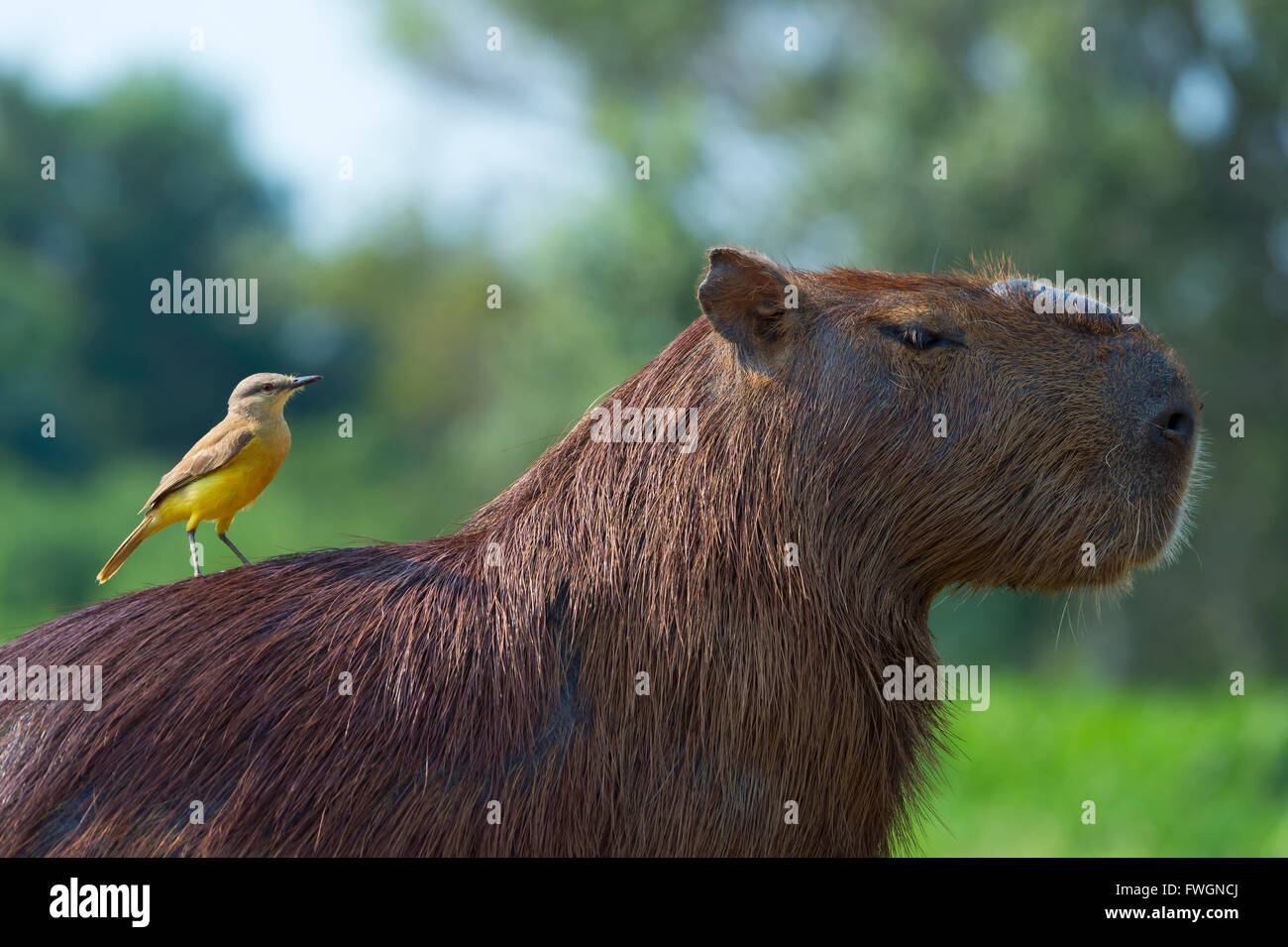 Capibara (Hydrochaeris hydrochaeris) e bianco-throated kingbird sul retro, Pantanal, Mato Grosso, Brasile Foto Stock