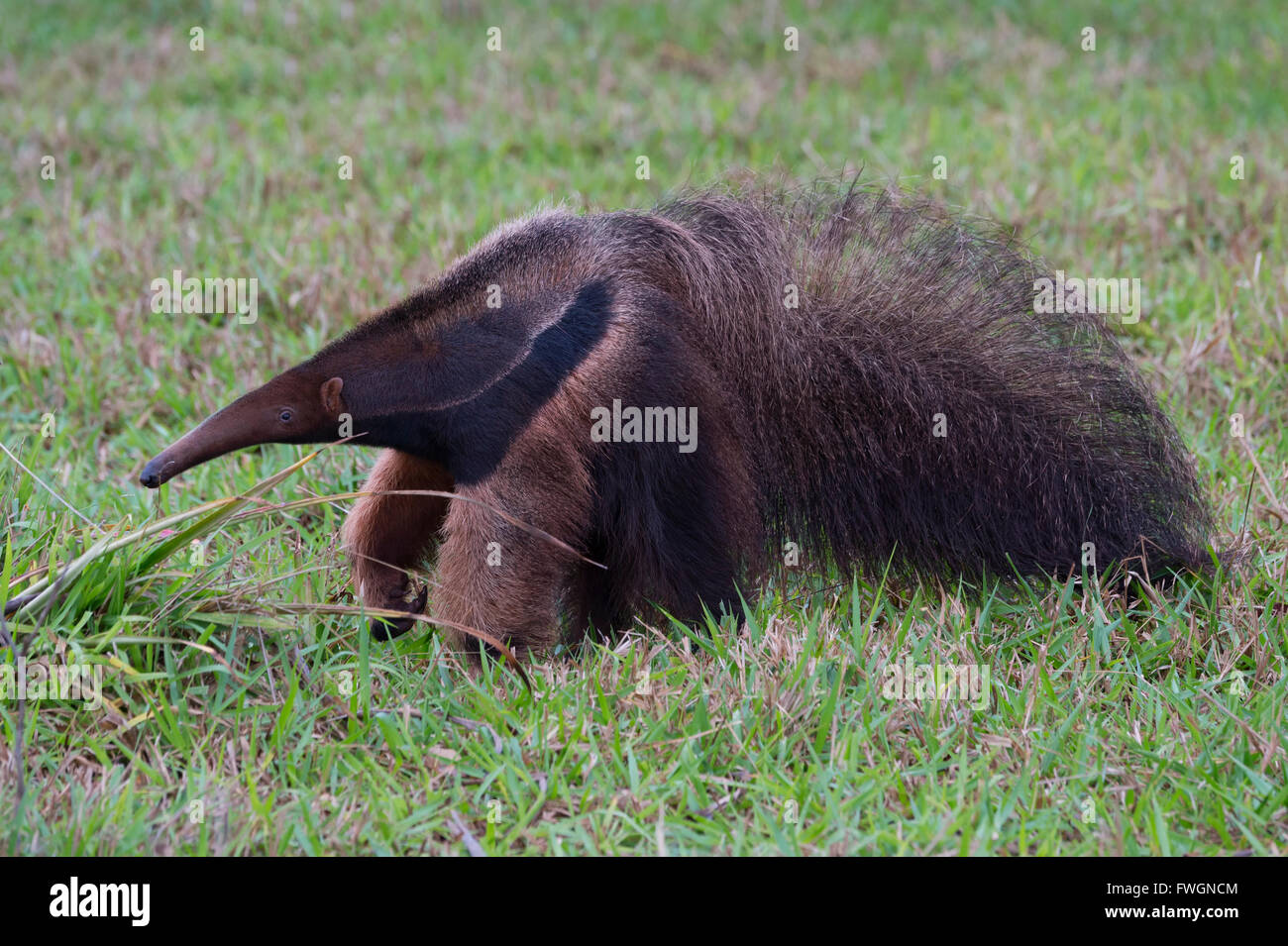 Giant anteater (Myrmecophaga tridactyla), Mato Grosso, Brasile, Sud America Foto Stock