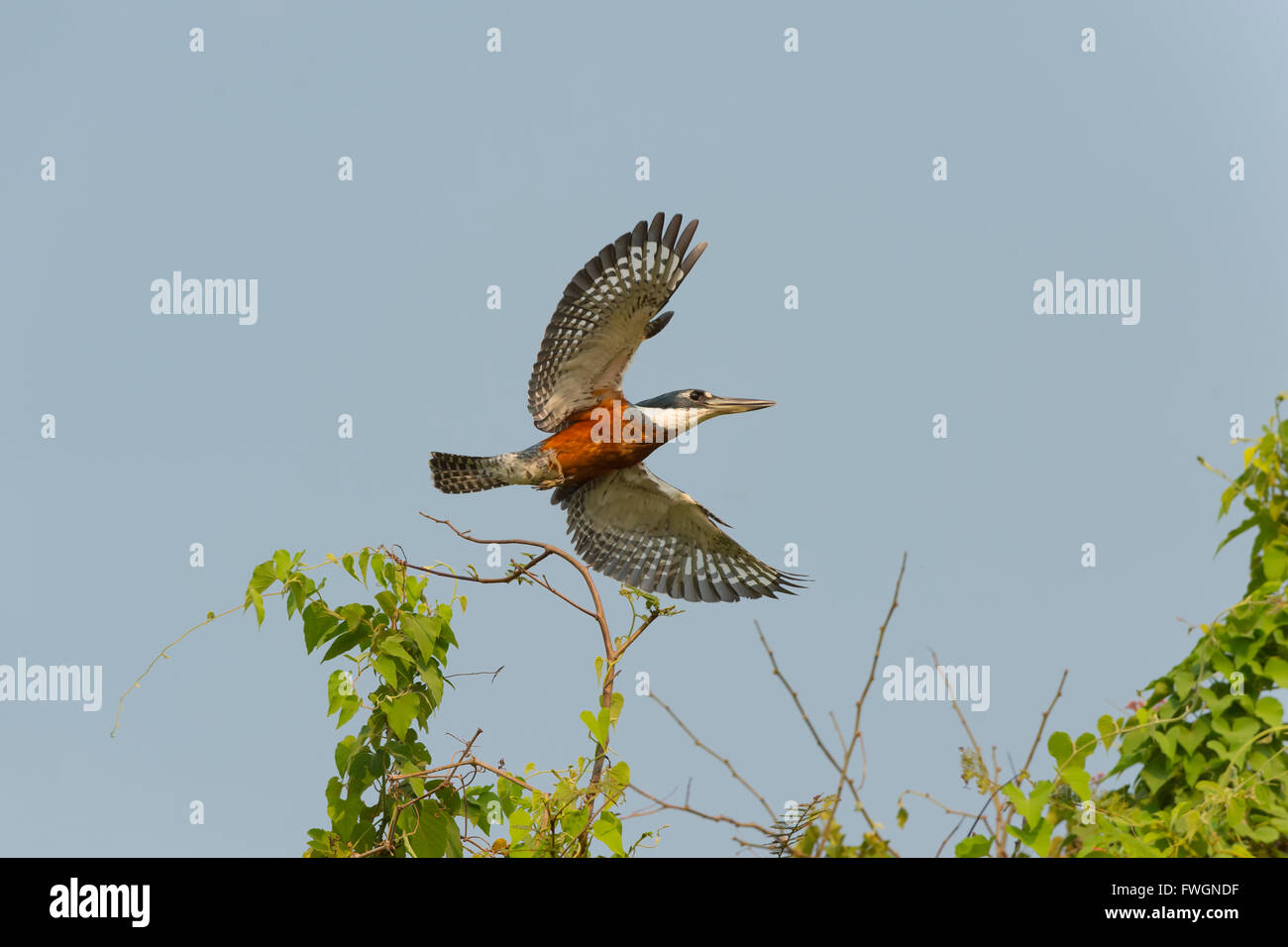 Di inanellare kingfisher (Ceryle torquata) in volo, Pantanal, Mato Grosso, Brasile, Sud America Foto Stock