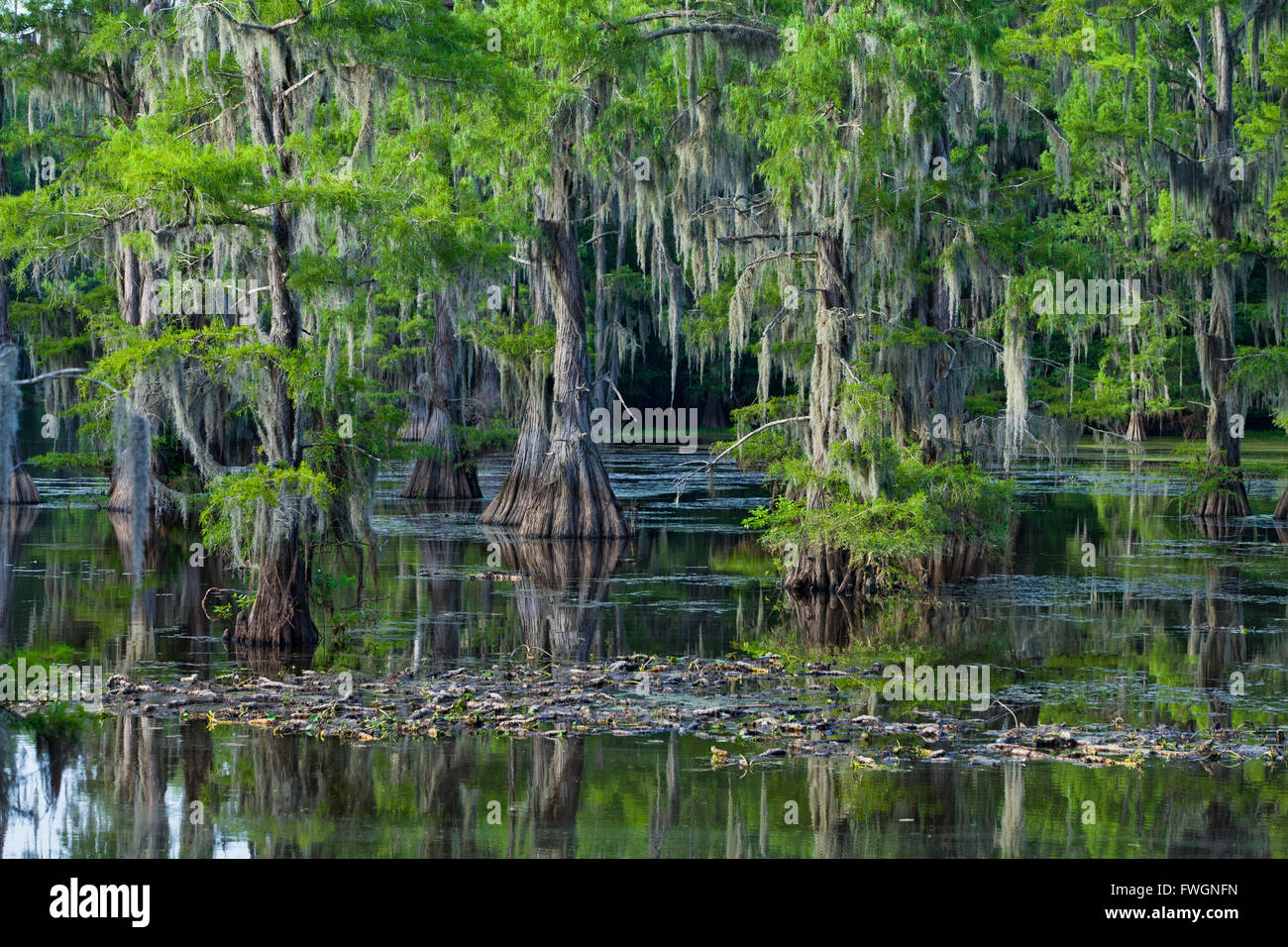 Caddo Lake, Texas, Stati Uniti d'America, America del Nord Foto Stock