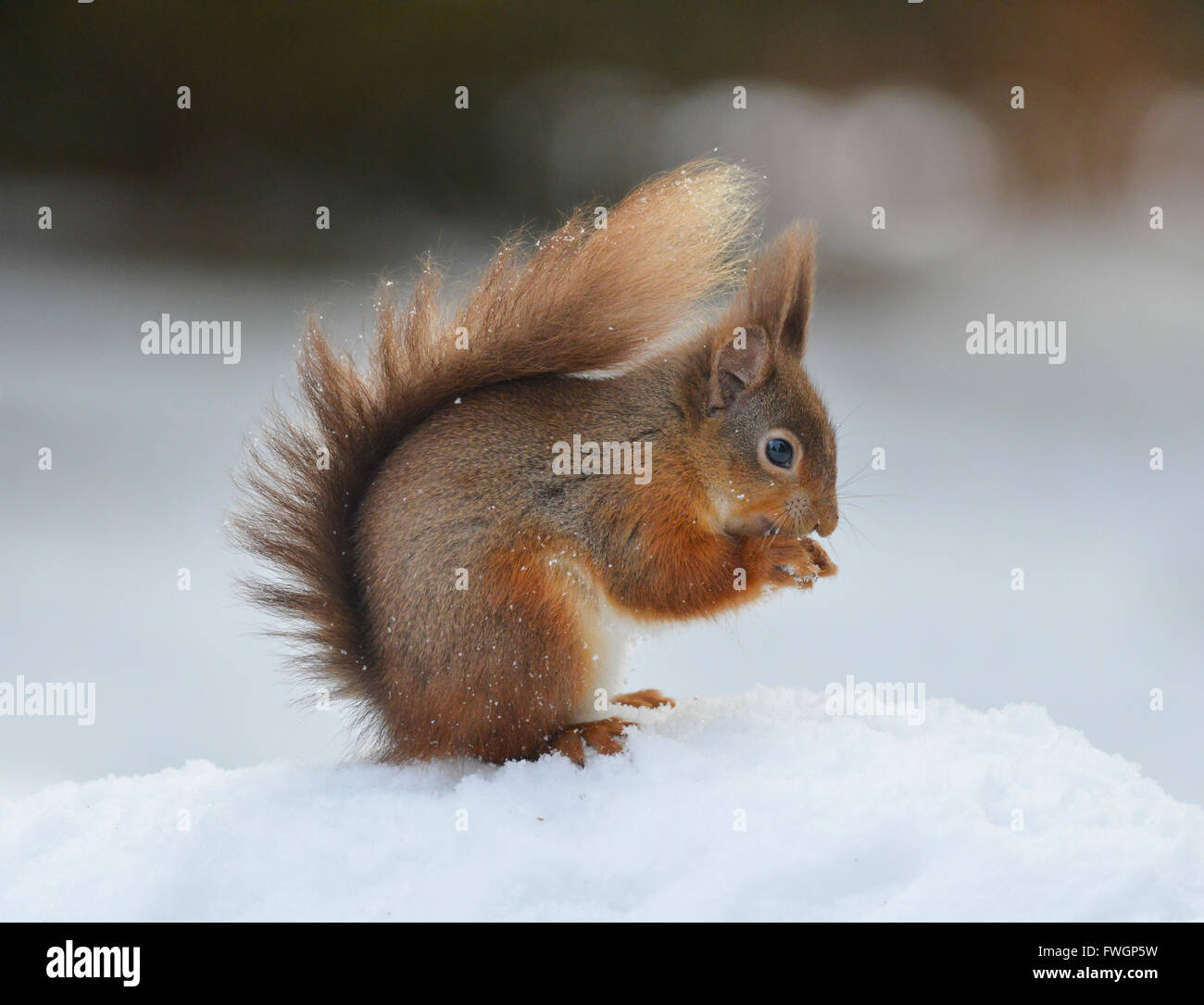 Red scoiattolo (Sciurus vulgaris), North Pennines, England, Regno Unito, Europa Foto Stock