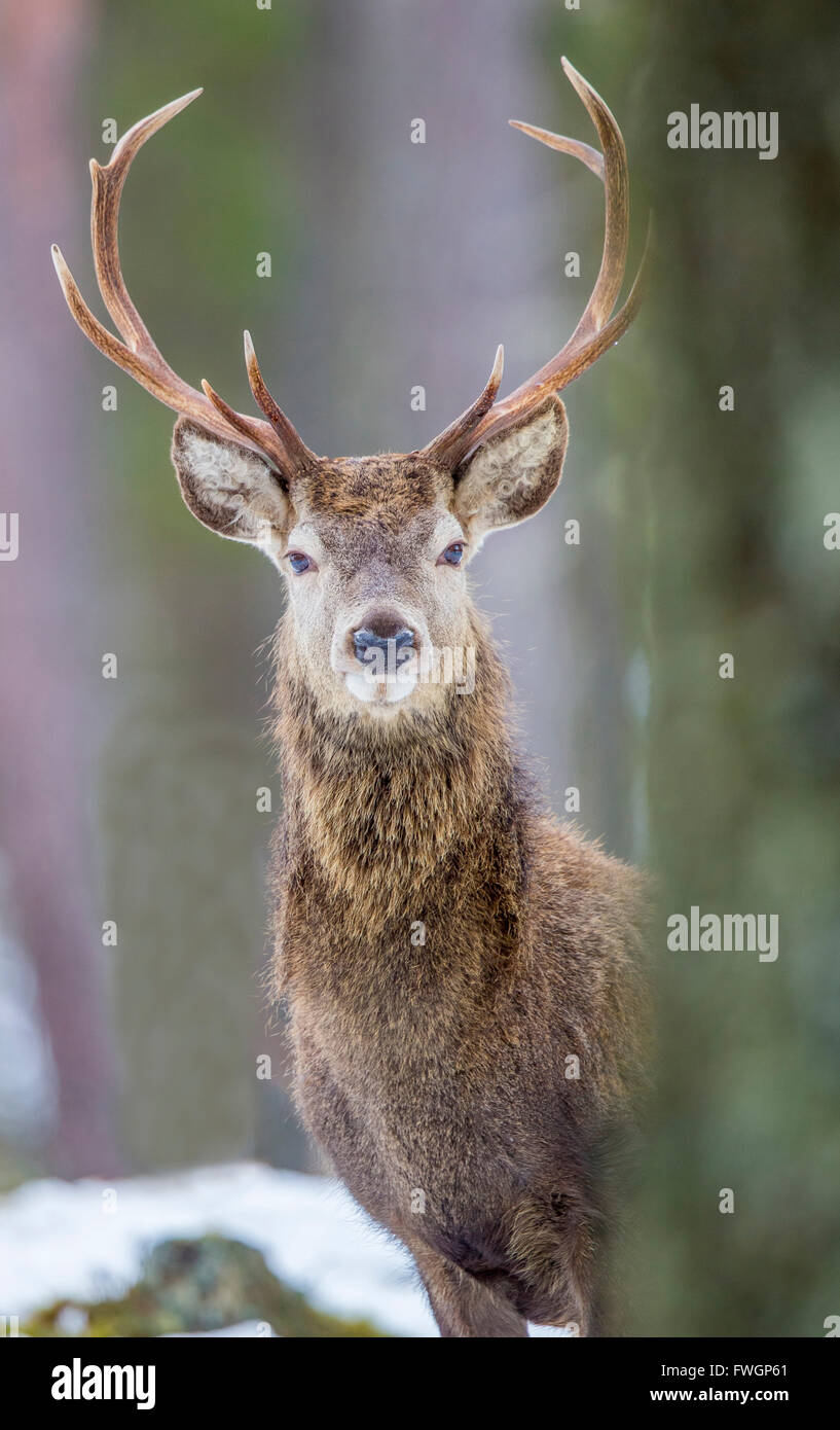 Red Deer cervo (Cervus elaphus), Highlands scozzesi, Scotland, Regno Unito, Europa Foto Stock