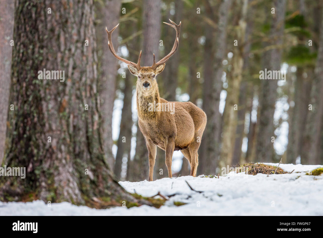 Red Deer cervo (Cervus elaphus), Highlands scozzesi, Scotland, Regno Unito, Europa Foto Stock