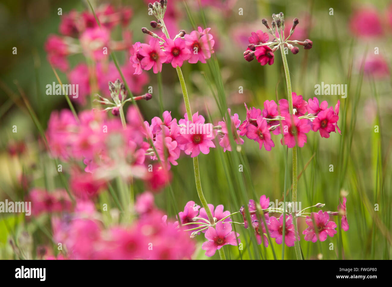 Fiori di colore rosa, Regno Unito, Europa Foto Stock