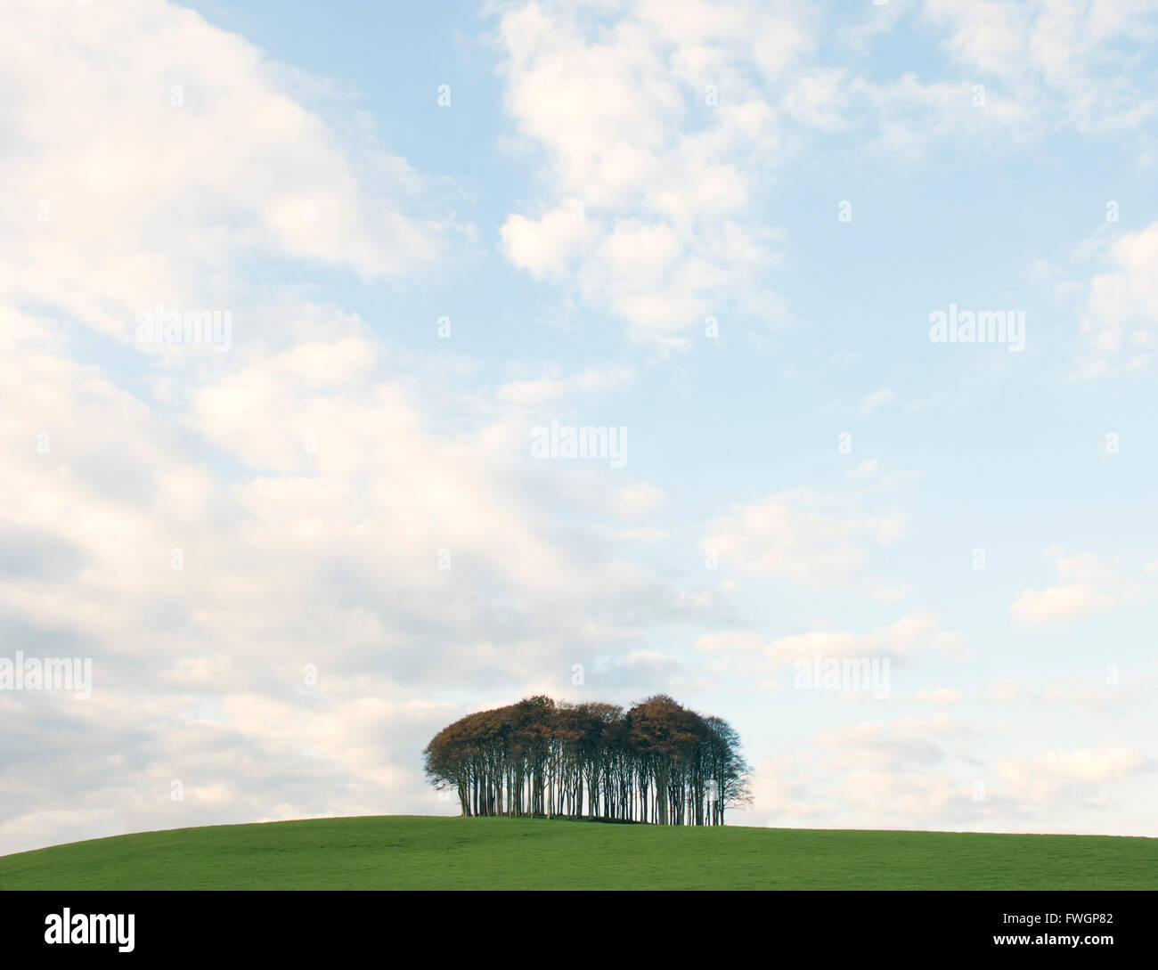 Ceduo di Alberi vicino a Okehampton, Devon, Inghilterra, Regno Unito, Europa Foto Stock