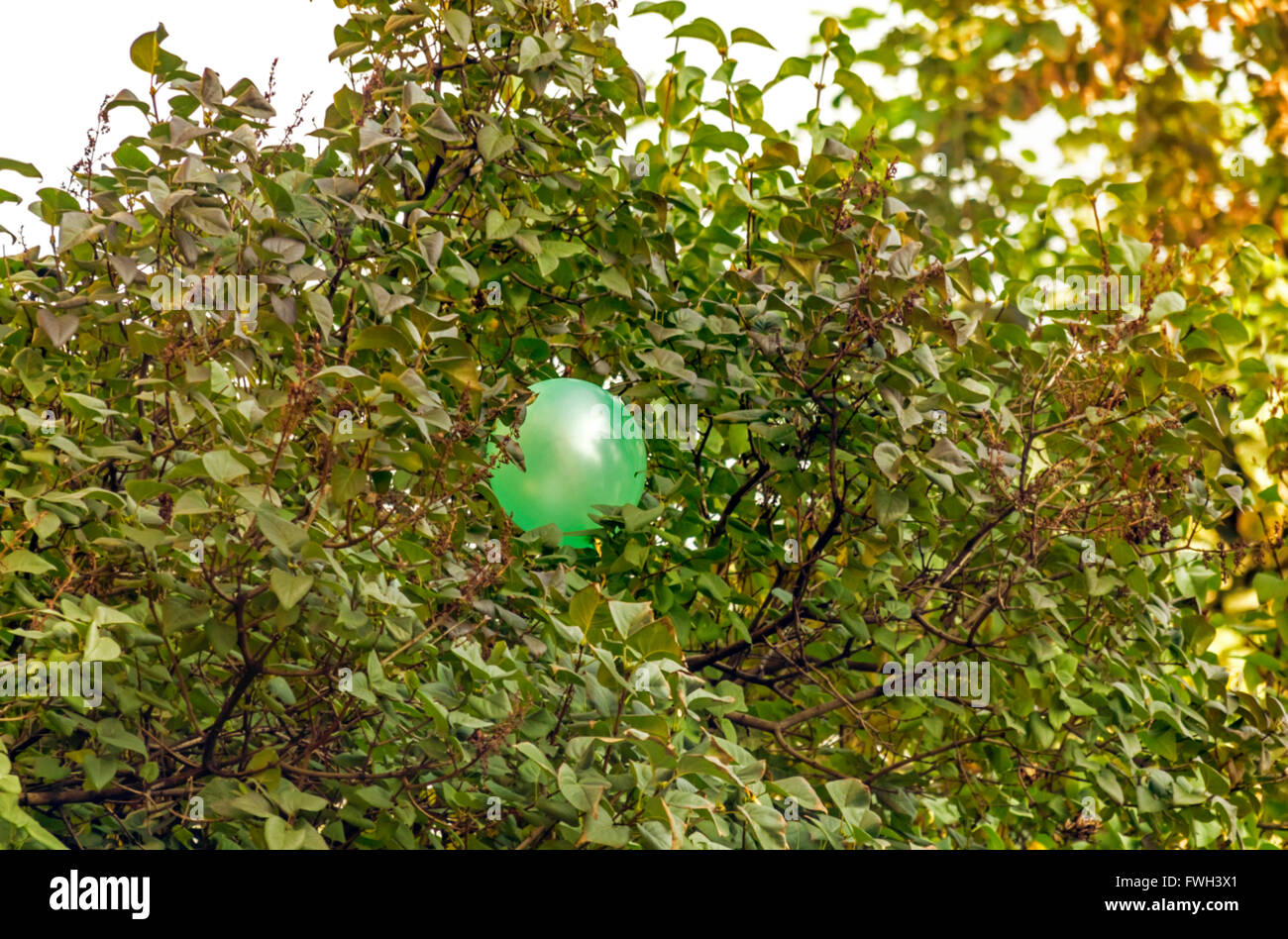 Palloncino verde in rami di albero sul giorno di estate Foto Stock