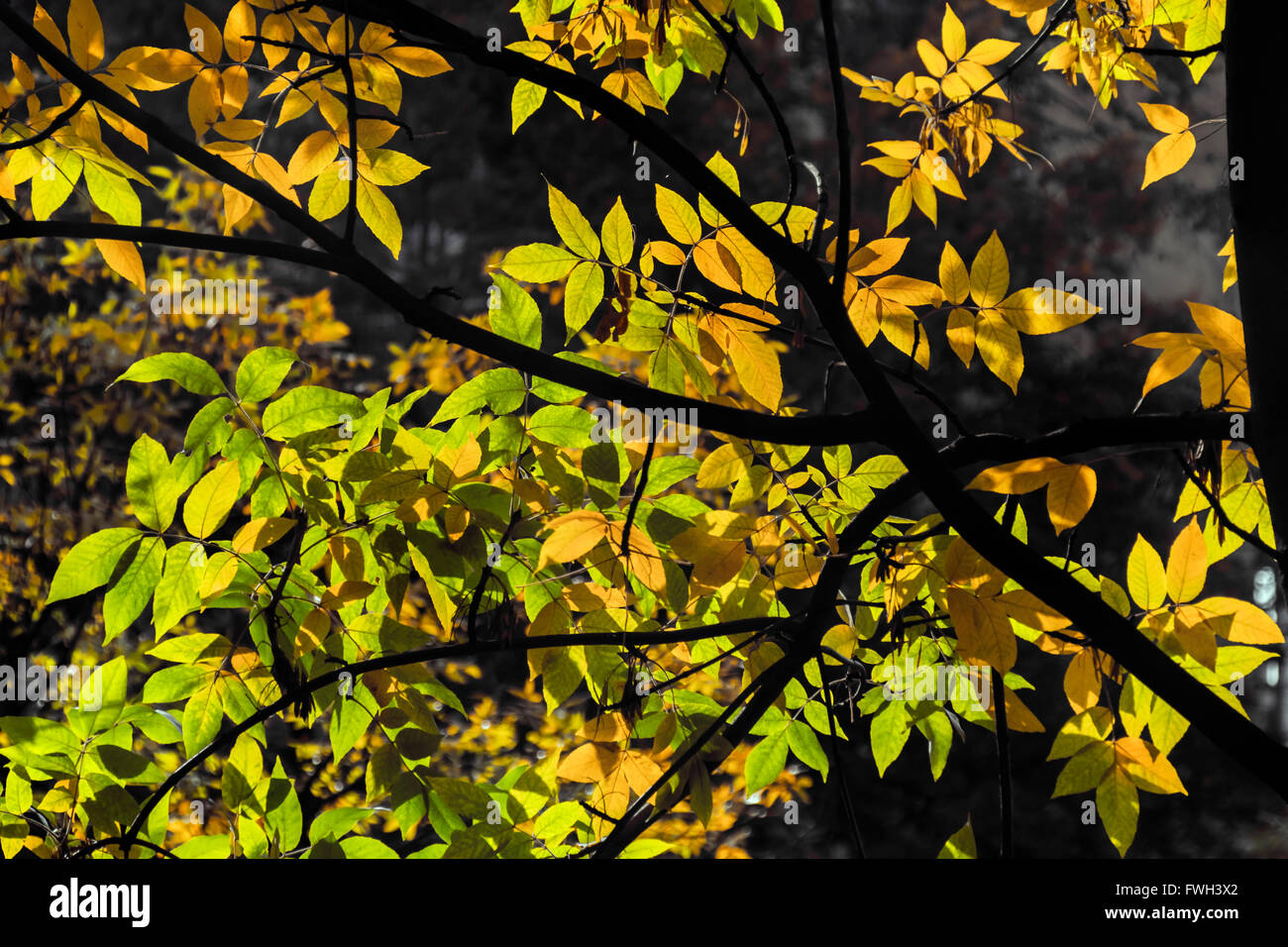 Bella colori d'Autunno colori in alberi sulla giornata di sole Foto Stock