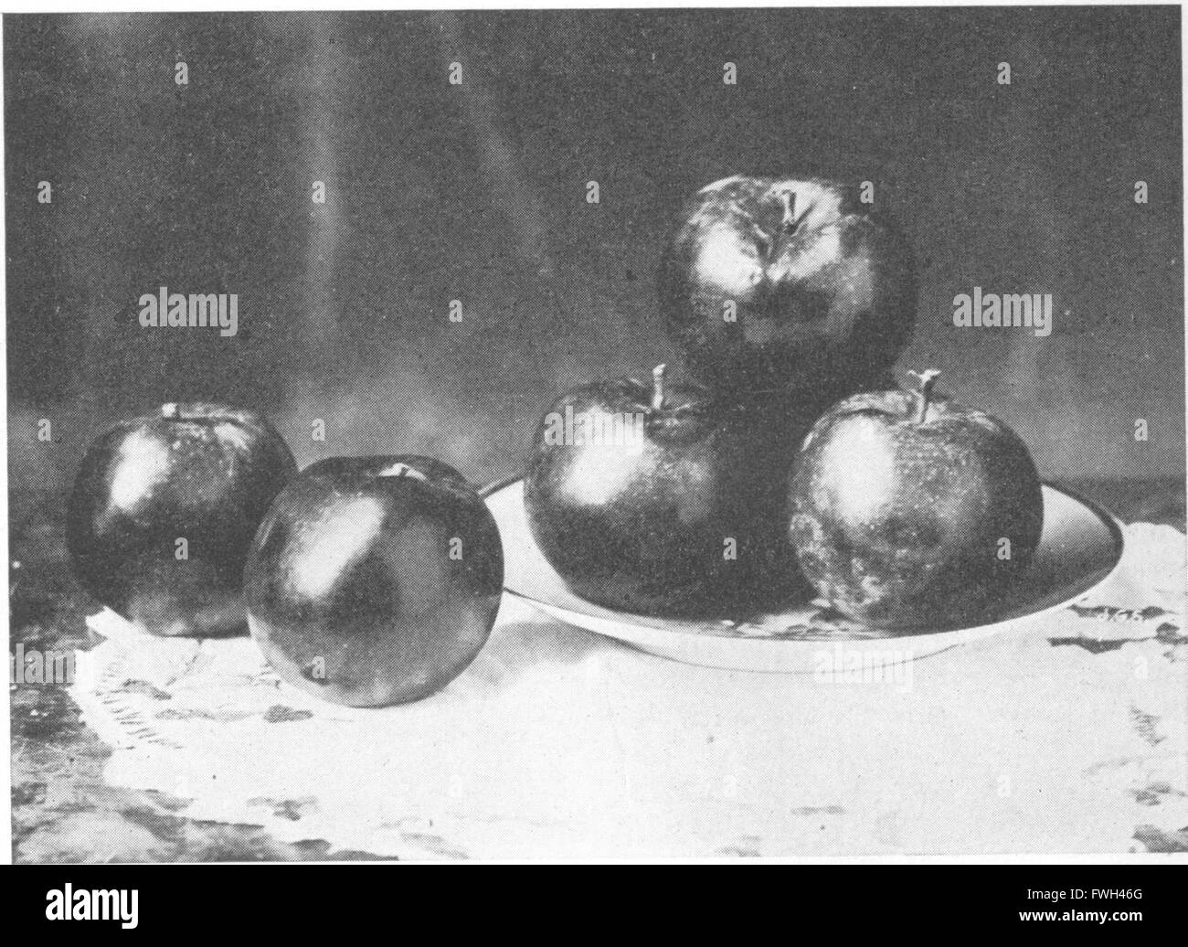 L'enciclopedia di pratica orticoltura; un sistema di riferimento di orticoltura commerciale, coprendo la pratica scientifica e fasi di orticoltura, con speciale riferimento alla frutta e Foto Stock