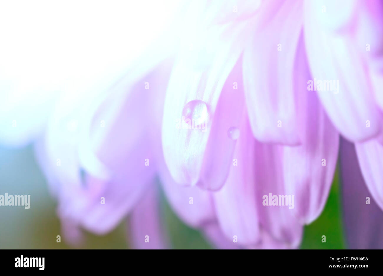 Goccia di acqua sul viola chiaro petali di fiore Foto Stock
