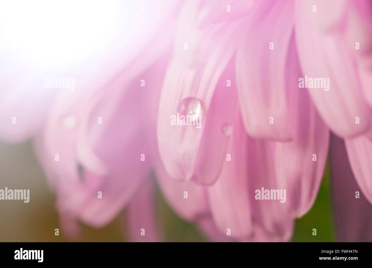 Goccia di acqua sul viola chiaro petali di fiore Foto Stock