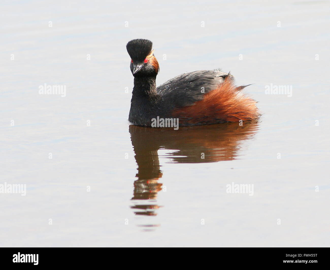 Close-up di un Europeo a collo nero svasso (Podiceps nigricollis) in pieno piumaggio di allevamento a nuotare in un lago Foto Stock