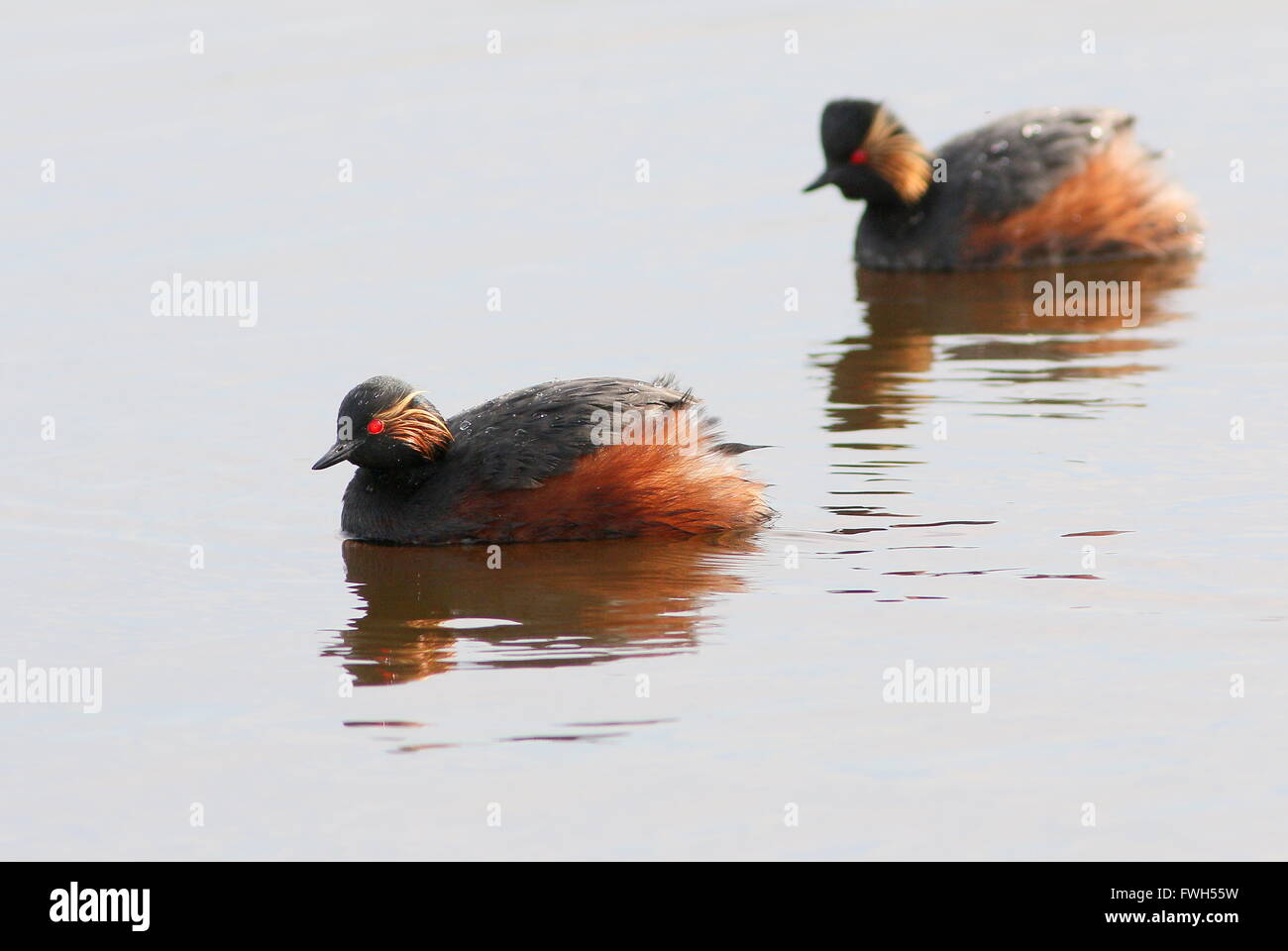 Paio di unione collo nero svassi (Podiceps nigricollis) in pieno piumaggio di allevamento a nuotare in un lago Foto Stock