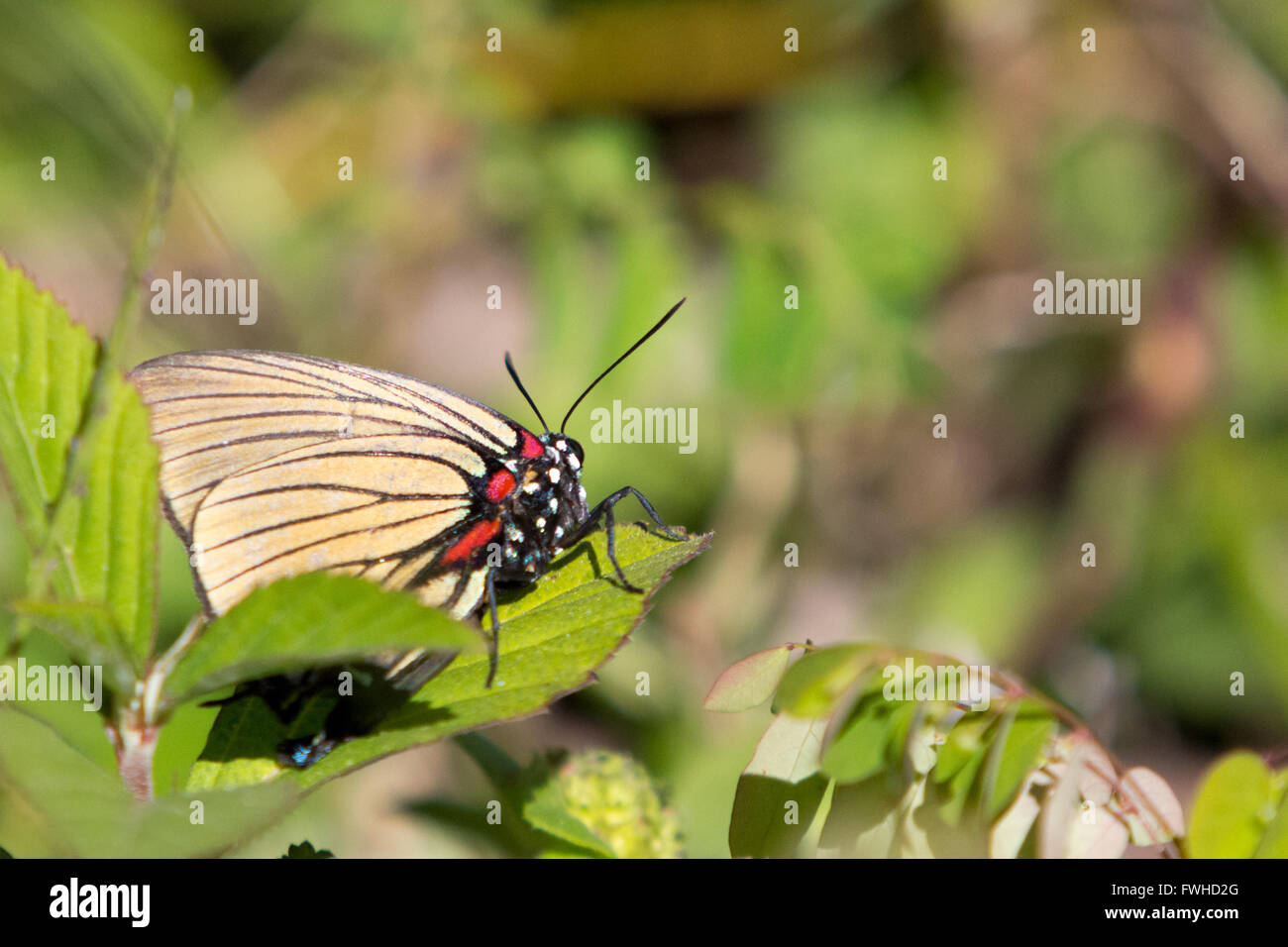 Asuncion, Paraguay. 11 giugno 2016. La striscia di capelli a venatura nera (Atlides polybe), appollaiata sulla foglia, a terra, è visibile durante la giornata di sole ad Asuncion, Paraguay. Crediti: Andre M. Chang/Alamy Live News Foto Stock