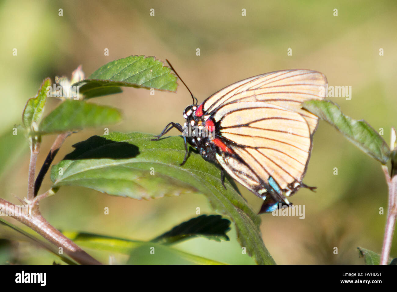 Asuncion, Paraguay. 11 giugno 2016. La striscia di capelli a venatura nera (Atlides polybe), appollaiata sulla foglia, a terra, è visibile durante la giornata di sole ad Asuncion, Paraguay. Crediti: Andre M. Chang/Alamy Live News Foto Stock