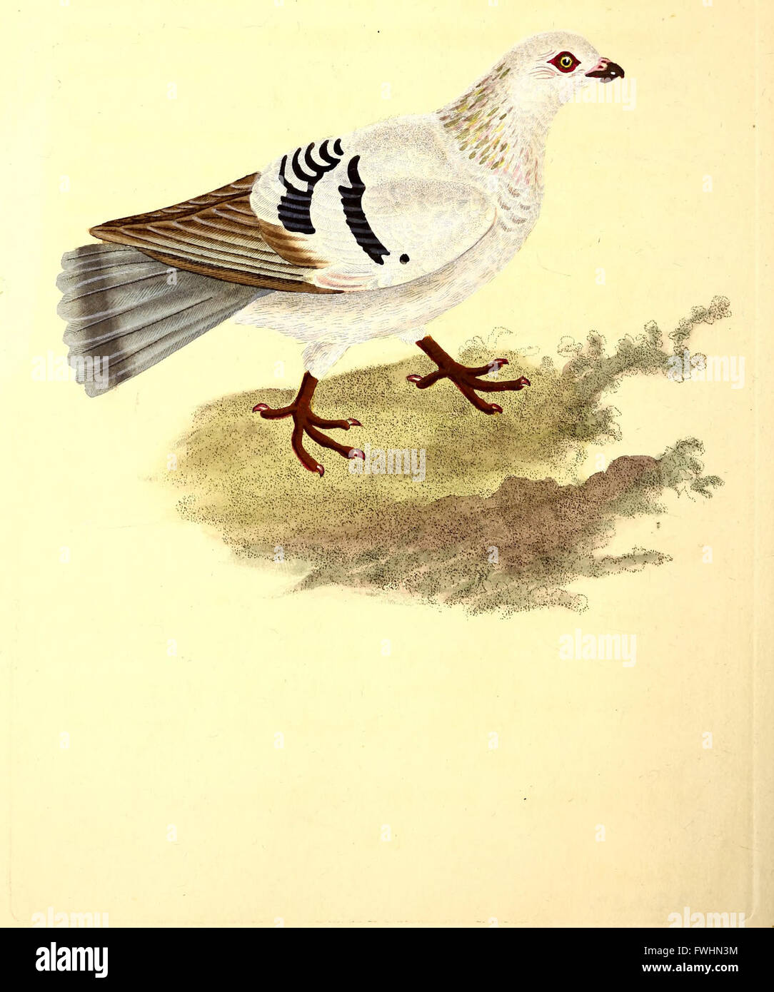 La storia naturale della British uccelli o, una selezione dei più rari, belle e interessanti uccelli che abitano questo paese - le descrizioni del Systema naturae di Linneo - con Foto Stock