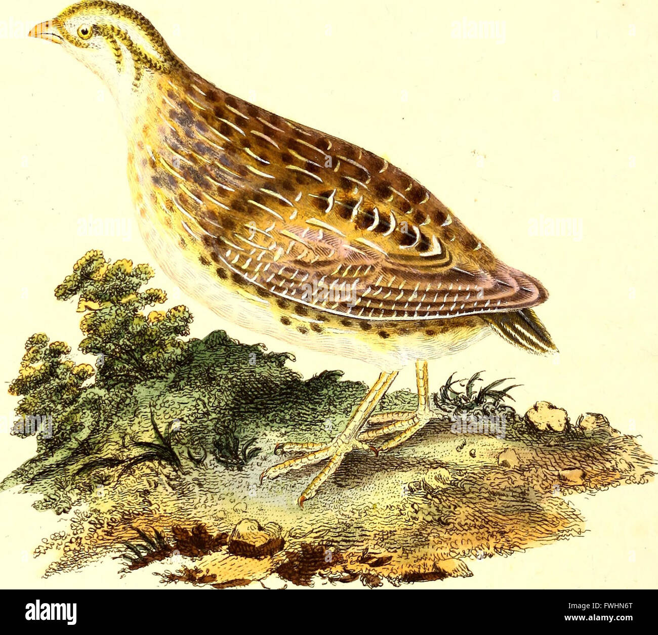 La storia naturale della British uccelli o, una selezione dei più rari, belle e interessanti uccelli che abitano questo paese - le descrizioni del Systema naturae di Linneo - con Foto Stock