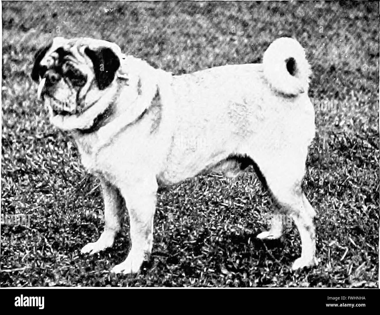 "The New Book of the Dog" (1907) offre una dettagliata storia naturale delle razze canine britanniche e dei loro parenti internazionali, che copre aspetti della legge, delle pratiche di allevamento, della gestione dei canile e della cura veterinaria. Foto Stock