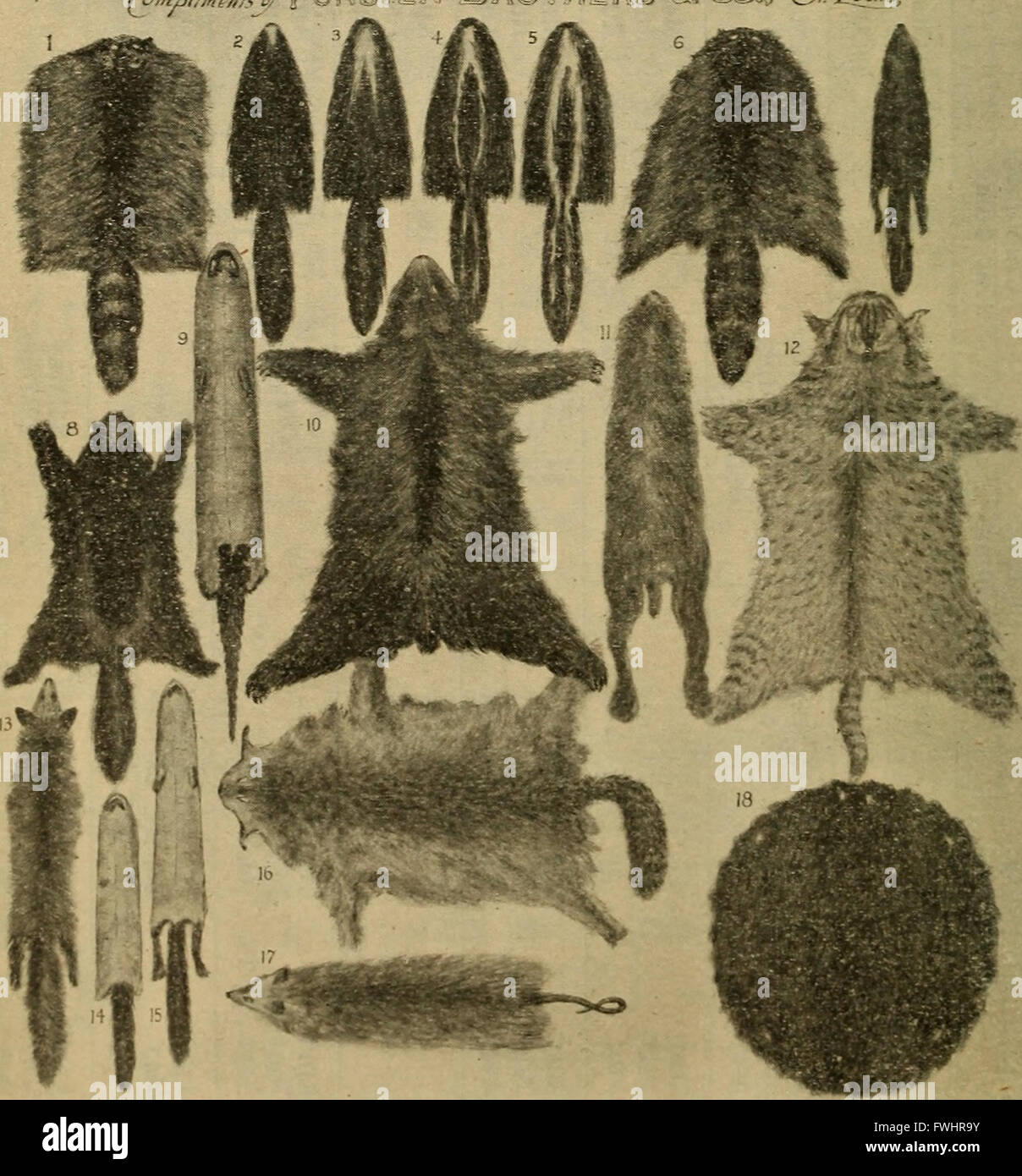 Una guida del 1904 che illustra dettagliatamente l'esposizione della Fiera Mondiale, i Giochi Olimpici e i concorsi dei campionati mondiali, offrendo informazioni complete su eventi e programmi. Foto Stock