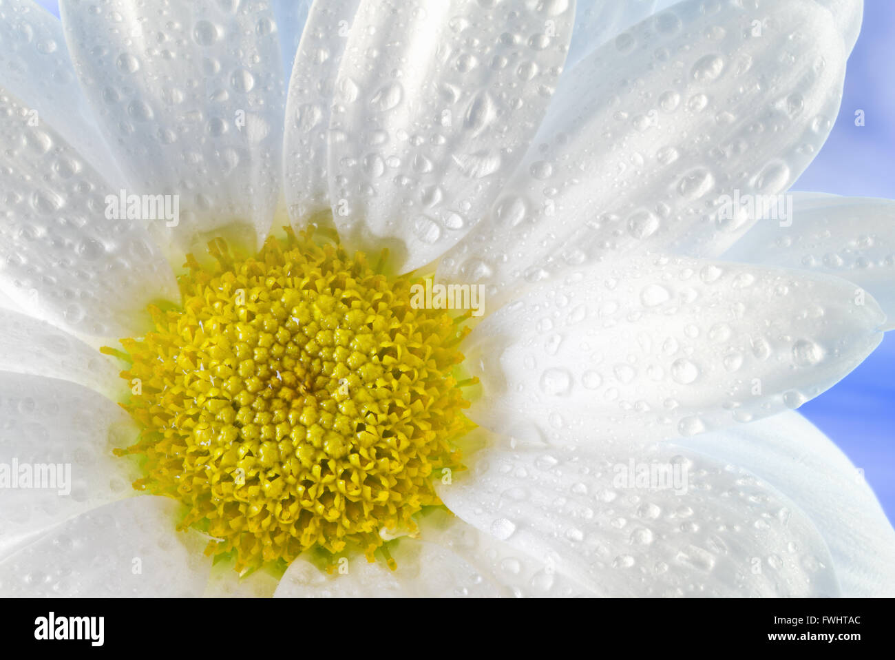 Margherita con gocce di acqua su sfondo blu. Foto Stock