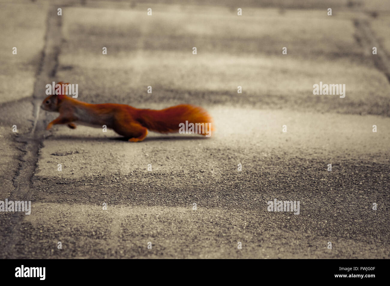 Vista laterale di scoiattolo rosso acceso sul sentiero Foto Stock