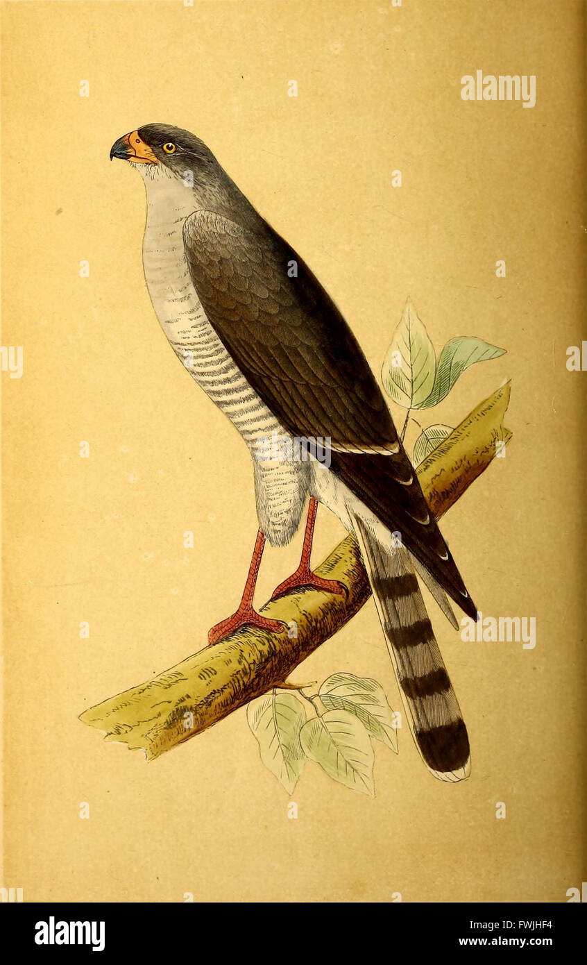 Una storia di uccelli d'Europa, non osservati nelle isole Britanniche (1859) Foto Stock