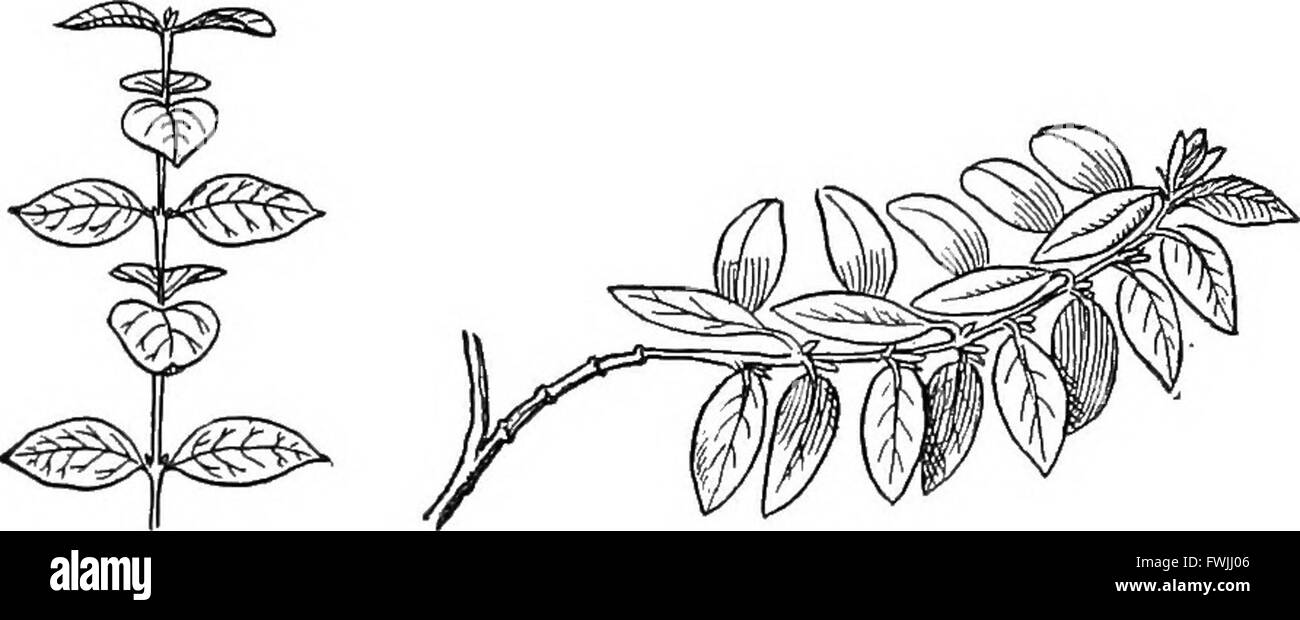 Questo libro di testo del 1911 sulla botanica si concentra sulle applicazioni pratiche, in particolare in agricoltura, economia e sanificazione. È stato progettato per essere una risorsa per studenti e professionisti interessati alle scienze botaniche e al loro impatto economico. Foto Stock