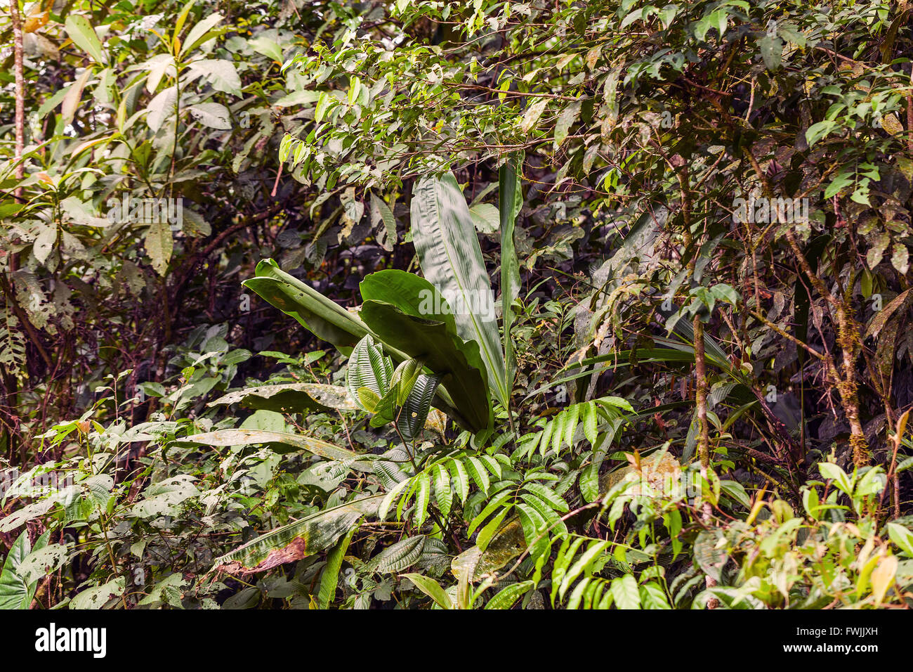 La foresta pluviale tropicale, Amazzonia, Parco Nazionale Yasuni, Ecuador Foto Stock