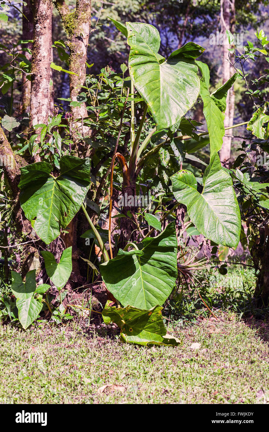 Pianta della foresta pluviale amazzonica nel Parco Nazionale Yasuni, Sud America Foto Stock