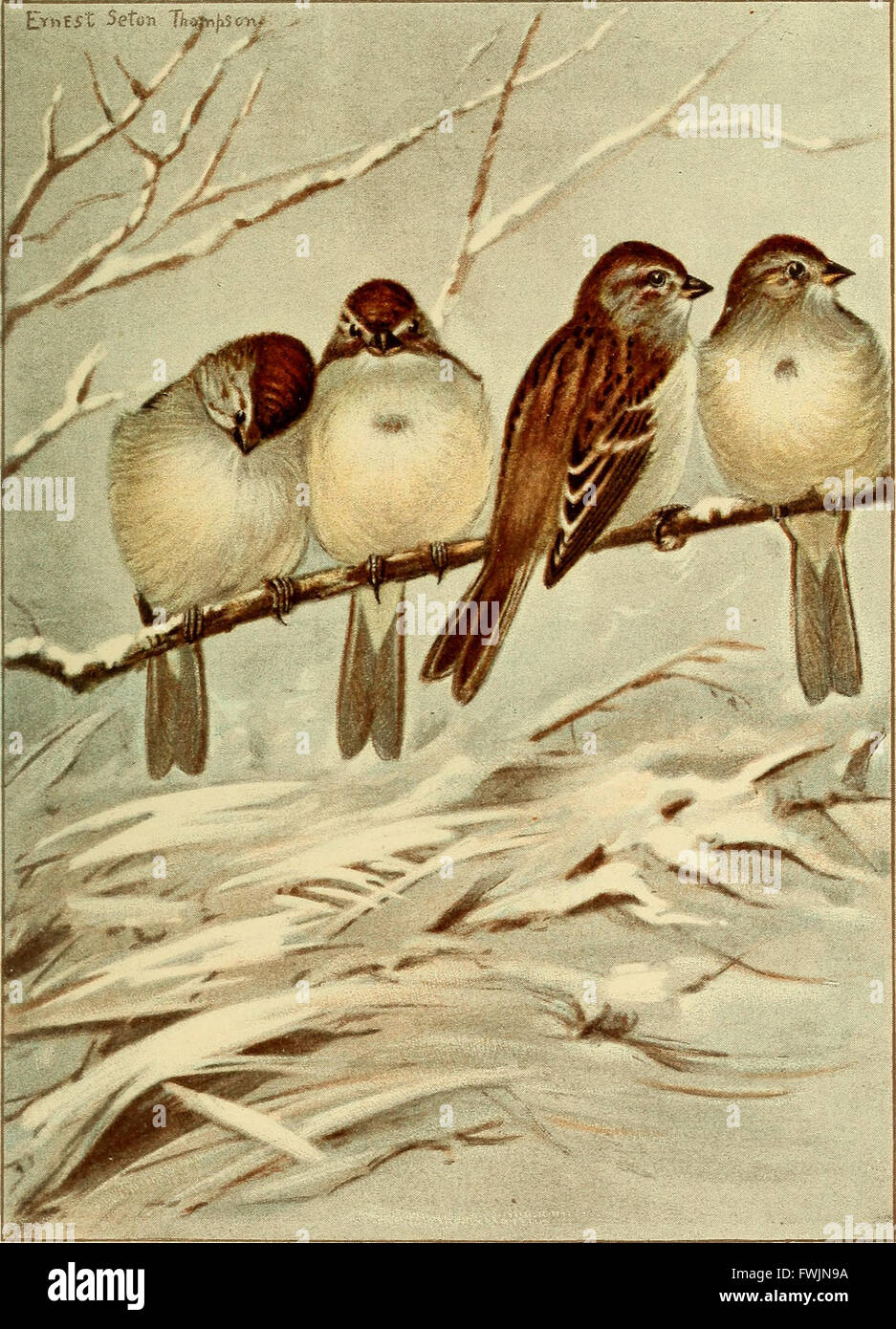 Vita di uccello; una guida allo studio del nostro comune uccelli (1898) Foto Stock