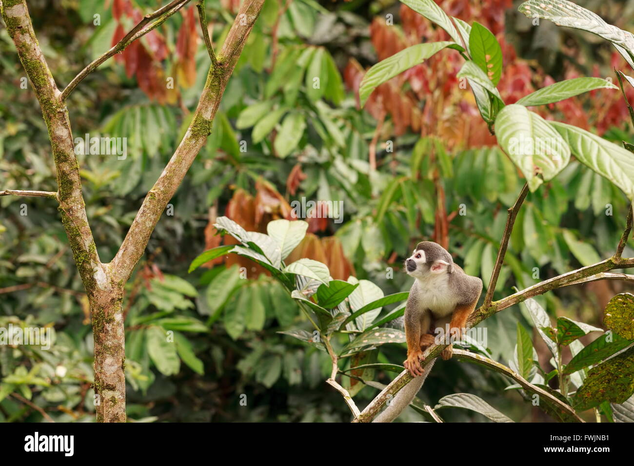 Comune di Scimmia di scoiattolo a giocare e saltare tra gli alberi della foresta amazzonica, Sud America Foto Stock