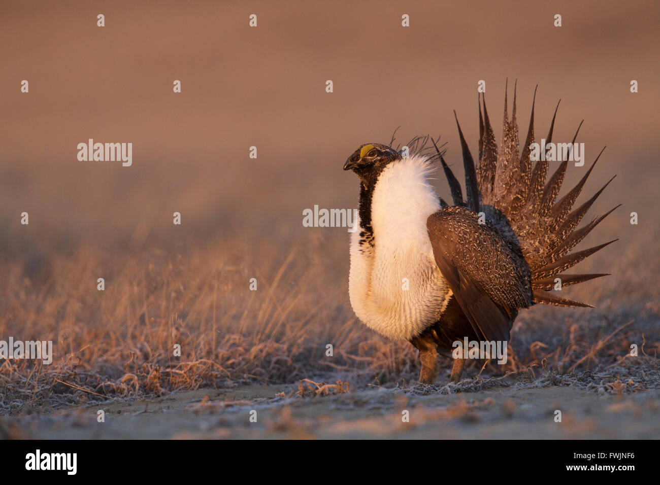 Maggiore maschio Sage grouse eseguendo il suo display di accoppiamento sul terreno fertile nel centro di stato di Washington Foto Stock