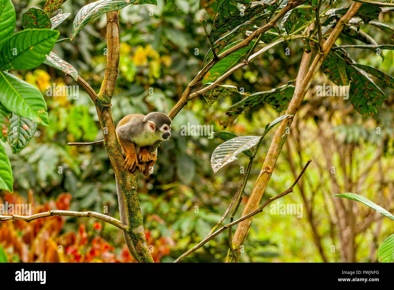 Comune di Scimmia di scoiattolo giocano tra gli alberi della foresta pluviale tropicale, Sud America Foto Stock