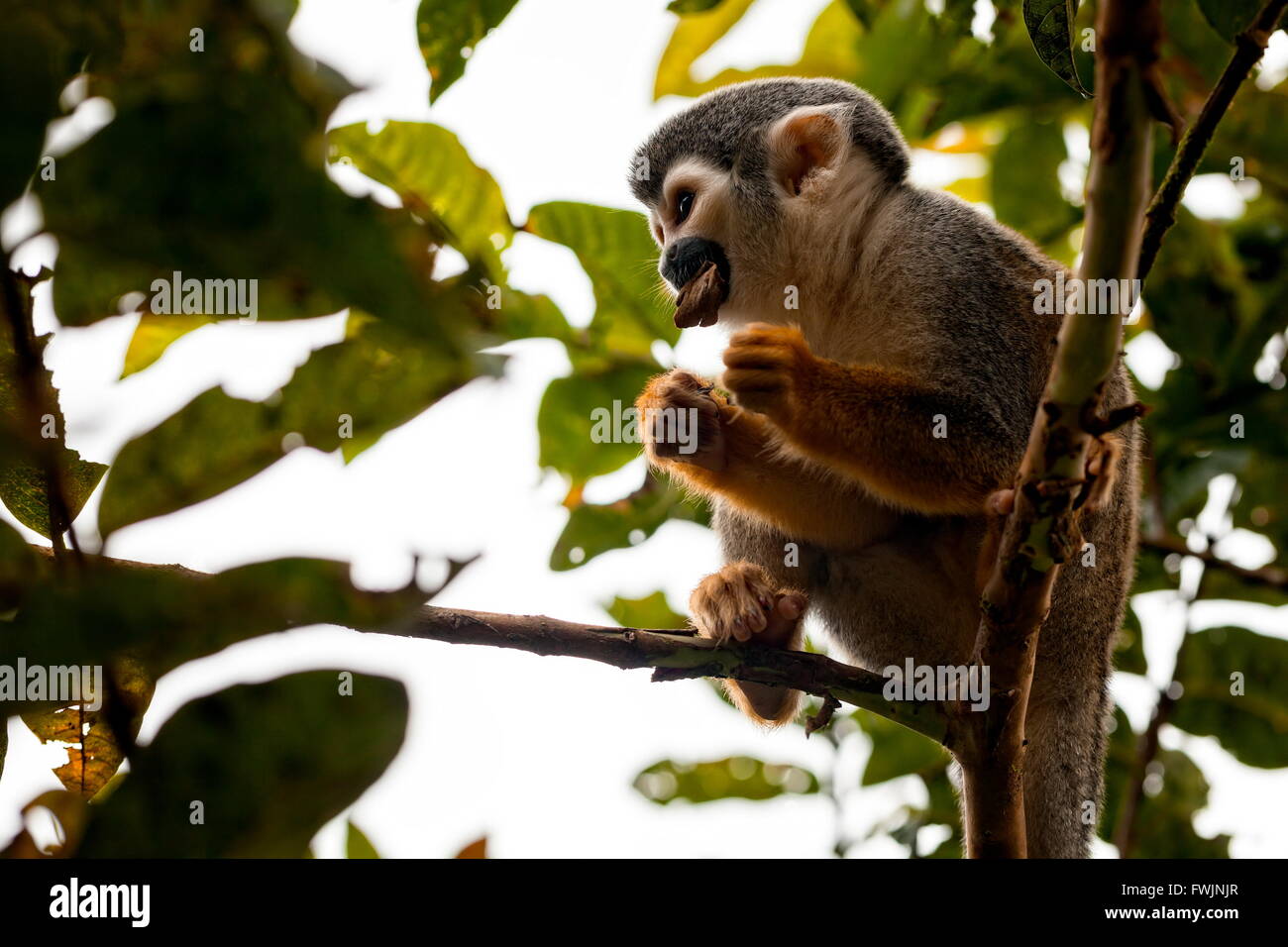 Comune di Scimmia di scoiattolo a pranzo in tutti gli alberi della foresta amazzonica, Sud America Foto Stock