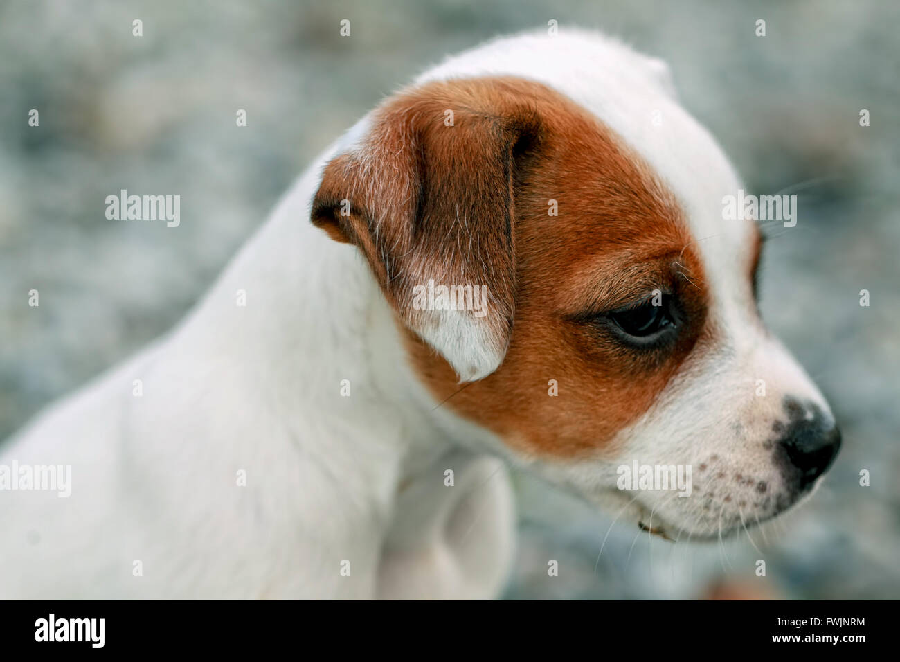Jack Russell Terrier cucciolo e permanente attentamente guardando curiosamente Foto Stock
