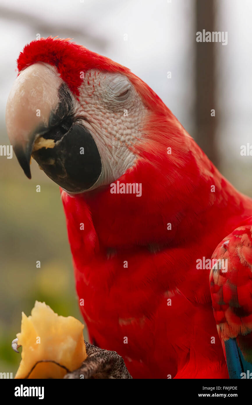 La Scarlet Macaw, Ara Macao, è un grande, rosso, sud americana Parrot, un membro di un gruppo di grandi dimensioni di Neotropical Pappagalli Foto Stock