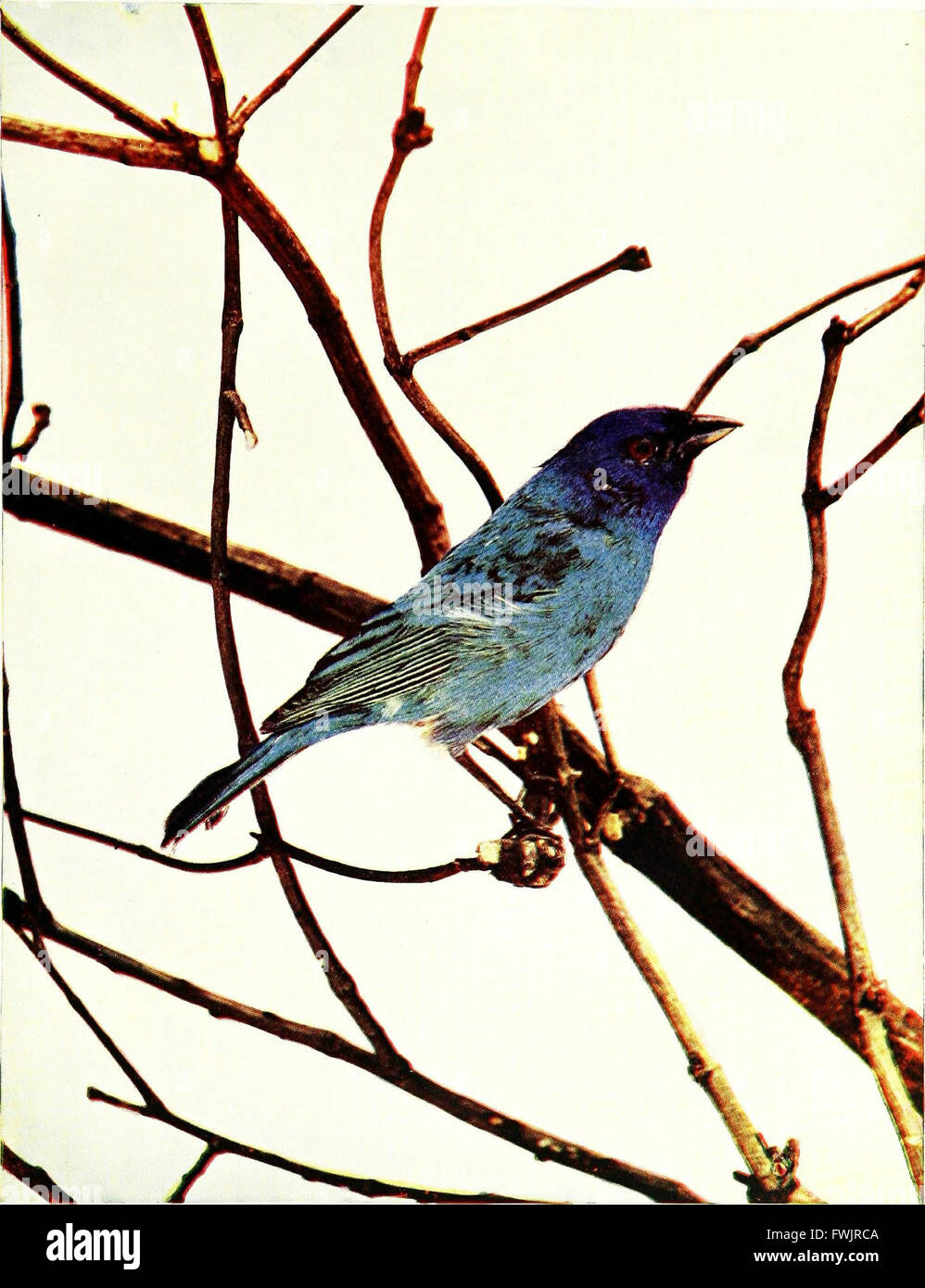 Una pubblicazione del 1900 che introduce 150 specie di uccelli comunemente presenti in giardini, prati e boschi, offrendo approfondimenti sulle loro abitudini e caratteristiche. Foto Stock