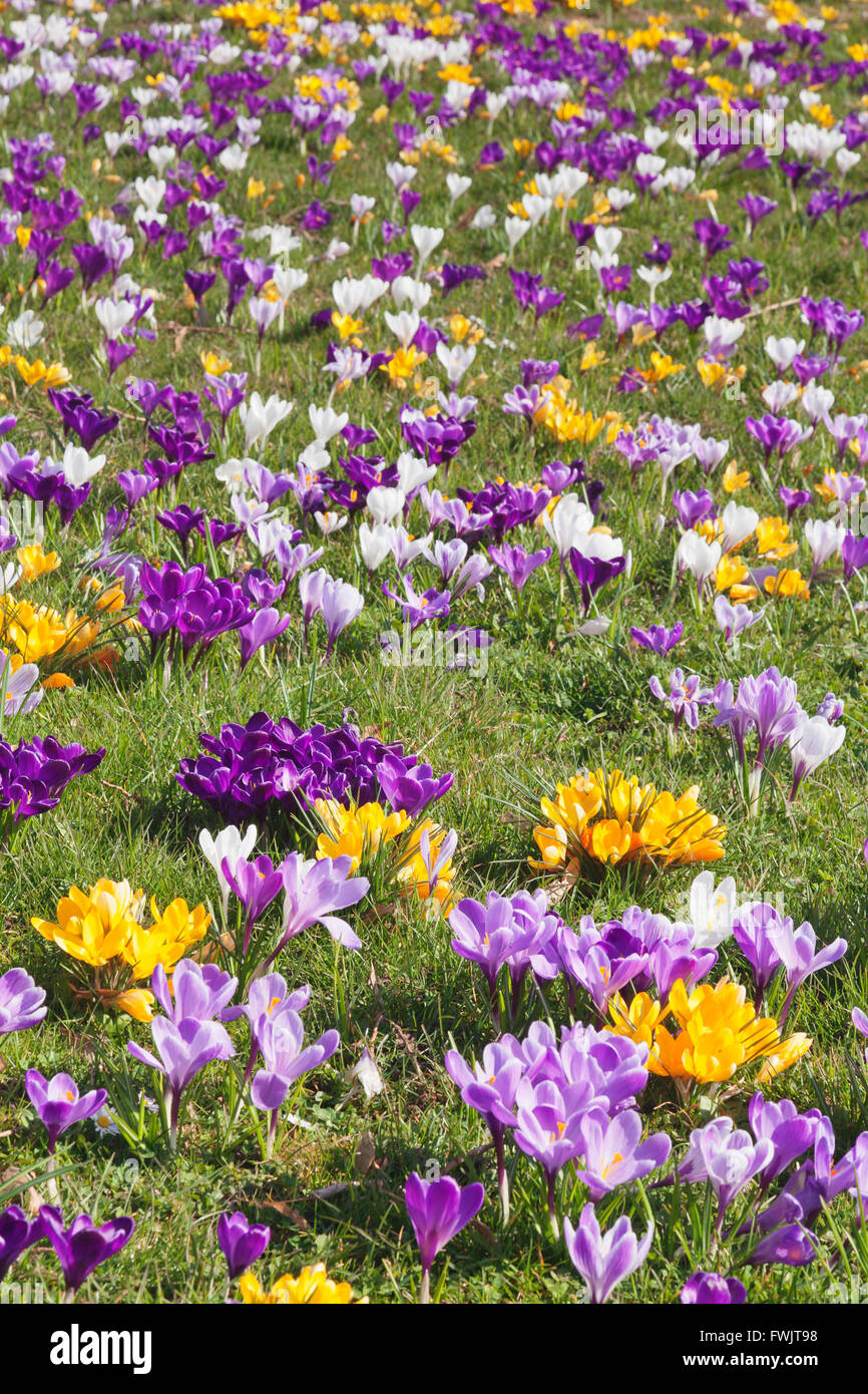 Fioriture di crochi a molla in un prato (crocus vernus ibridi), Baden-Württemberg, Germania Foto Stock