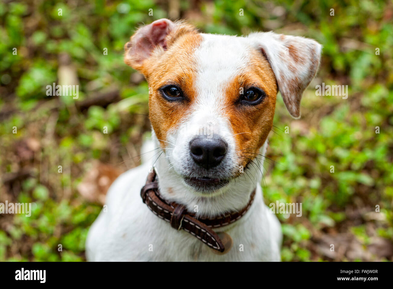 Carino piccolo cane Jack Russell Terrier in piedi e attentamente guardando curiosamente la fotocamera A Foto Stock