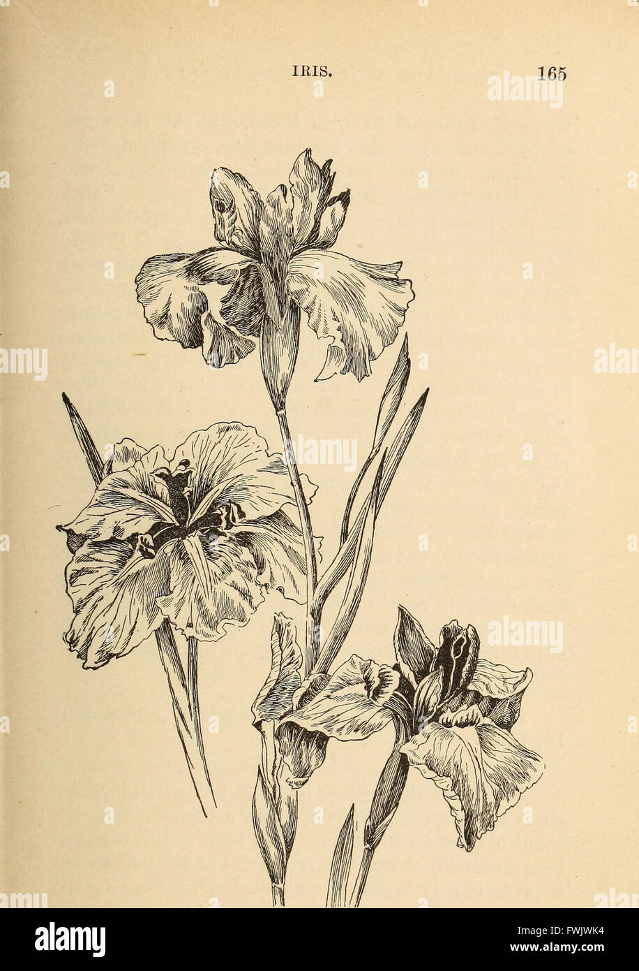 Lampadine e tuberose-piante radicate; la loro storia, la descrizione dei metodi di propagazione e le istruzioni complete per il successo della loro cultura nel giardino, abitazione e serra (1893) Foto Stock