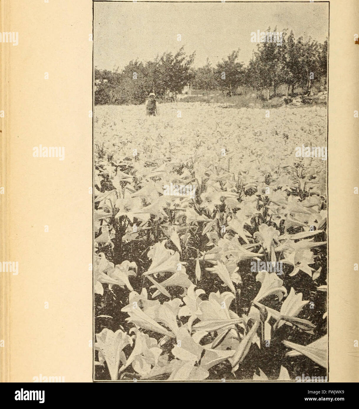 Lampadine e tuberose-piante radicate; la loro storia, la descrizione dei metodi di propagazione e le istruzioni complete per il successo della loro cultura nel giardino, abitazione e serra (1893) Foto Stock